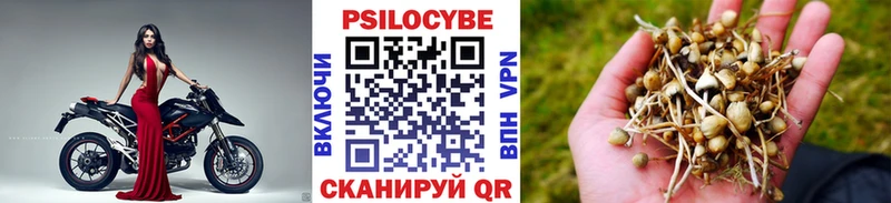 Псилоцибиновые грибы Cubensis  как найти наркотики  omg зеркало  Салаир 